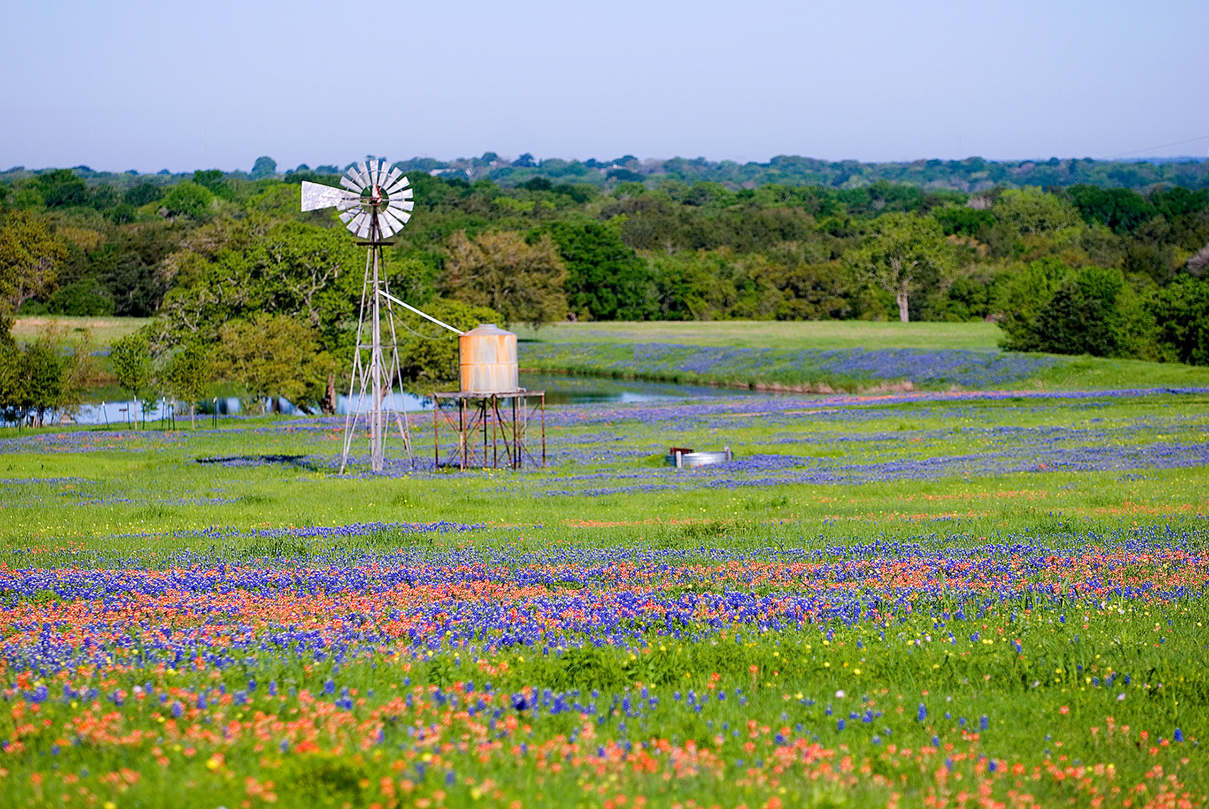 texas-wildflowers-3.JPG